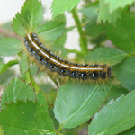 Famille Lasiocampidae: Malacosoma americanum